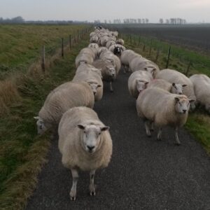 Schouwse en Nederlandse wol